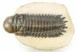 Beautiful Crotalocephalina Trilobite - Lghaft, Morocco #268986-3